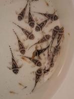 Hypancistrus zebra L46 3,5-4cm, Dieren en Toebehoren, Vissen | Aquariumvissen, Vis, Zoetwatervis