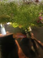 Dario Dario, Dieren en Toebehoren, Vissen | Aquariumvissen