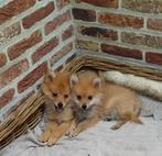 Keeshondjes, Dieren en Toebehoren, België, Fokker | Hobbymatig, Keeshond, Reu