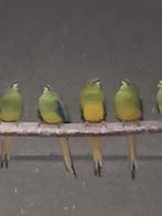 Nog een paar jonge elegant parkieten zuiver wildkleur, Bagué