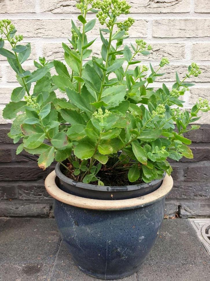 1x blauw geglazuurde vorstbestendige bloempot H 22 x B 31 cm, Tuin en Terras, Bloempotten, Binnen, Ophalen