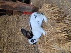 Lotharinger Ram, Dieren en Toebehoren, Mannelijk, Groot, 0 tot 2 jaar