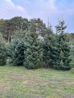 Kerstbomen tussen 3M en 3m50 zilverspar te koop, Jardin & Terrasse, Enlèvement ou Envoi