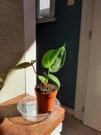 Anthurium magnificum, Maison & Meubles, Plantes d'intérieur, Enlèvement