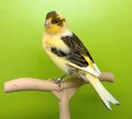 Mâle canaris avec cage neuve, Animaux & Accessoires, Oiseaux | Canaris, Mâle
