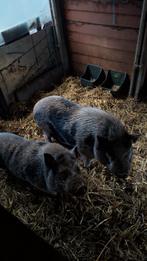 Mini varkens, Mannelijk, Varken, 0 tot 2 jaar