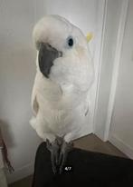 Triton Kaketoe (sociale vogel), Dieren en Toebehoren, Mannelijk, Papegaai, Geringd