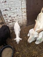 Chèvres laitières, Animaux & Accessoires