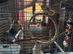 2 dwergpapegaaien, Dieren en Toebehoren