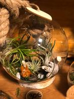 Tillandsia in glaswerk, Huis en Inrichting, Kamerplanten, Ophalen