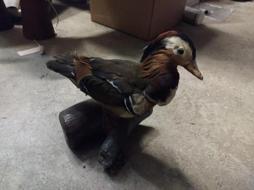 Opgezette vogels, Antiek en Kunst, Curiosa en Brocante, Ophalen of Verzenden