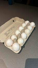 Broedeieren leghorn /opal legbar, Enlèvement, Comme neuf