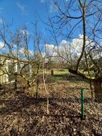 walnotenboom, Tuin en Terras, Planten | Fruitbomen, Lente, Volle zon, Ophalen of Verzenden, 250 tot 400 cm