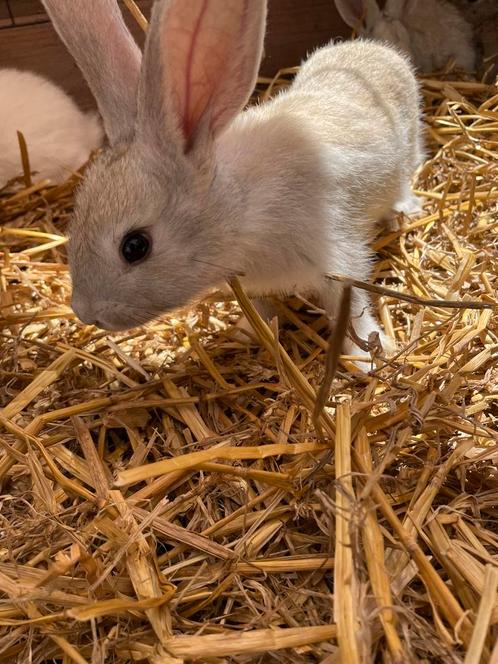 Mooie jonge vleeskonijnen, Dieren en Toebehoren, Konijnen, Groot, Meerdere dieren, 0 tot 2 jaar