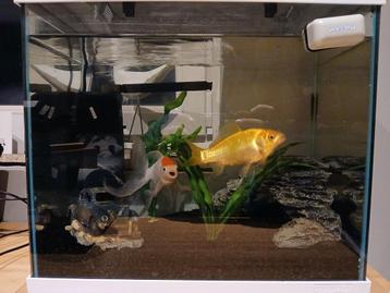 2 gratis goudvissen+alle toebehoren beschikbaar voor biedingen