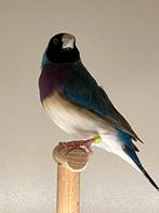 Blauwe gouldamadine man 2025 split lutino, Dieren en Toebehoren, Vogels | Overige Vogels, Mannelijk, Tropenvogel, Geringd