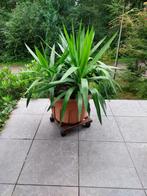 Yucca, Ophalen