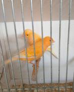 Kanaries, Dieren en Toebehoren, Vogels | Kanaries