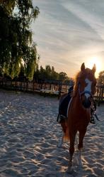 3 jarige sportieve b pony ruin, Dieren en Toebehoren, Pony's, B, Ruin, 3 tot 6 jaar, Gechipt