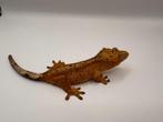 Houten, 8 février, promotion ! Cil Gecko, Lucky, Animaux & Accessoires, Autres espèces, 0 à 2 ans