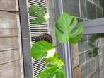 Monstera bonte albo-plant, Huis en Inrichting, Ophalen, Halfschaduw, In pot, Minder dan 100 cm