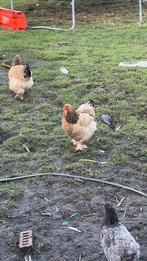 Poule brahma, Animaux & Accessoires, Enlèvement