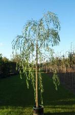 Mooie treurwilgen te koop, tot 15cm diameter!, Tuin en Terras, Planten | Bomen, Zomer, Ophalen of Verzenden