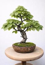 Prachtige Europese beuk bonsai, Tuin en Terras, Ophalen of Verzenden