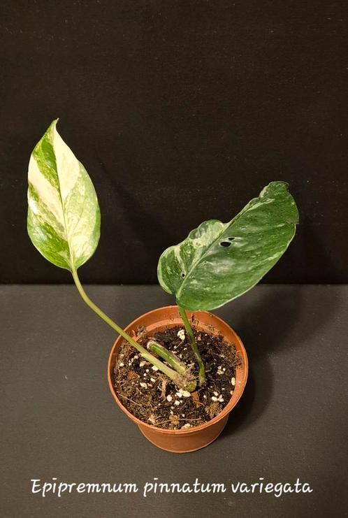 Epipremnum pinnatum variegata, Huis en Inrichting, Kamerplanten, Ophalen of Verzenden
