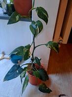 White princess philodendron, Huis en Inrichting, Kamerplanten, Ophalen of Verzenden