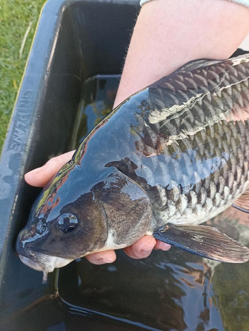 Mooie zwarte koi met witte buik, Dieren en Toebehoren, Vissen | Vijvervissen