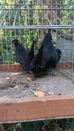 Watermaalse baardkriel., Dieren en Toebehoren
