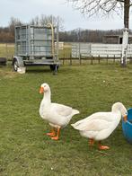 Ganzen, Dieren en Toebehoren, Pluimvee