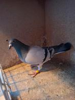 6 duivinnen voor de kweek enkele hebben pedigree, Dieren en Toebehoren, Vogels | Duiven