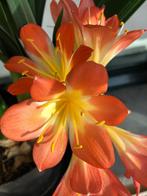 Clivia miniata, Ophalen