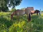 Aqha merrie 2 jaar, Dieren en Toebehoren, Paarden, Merrie, Minder dan 160 cm, Gechipt, 0 tot 2 jaar