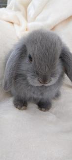 Minilop voedstertje blauw, Dieren en Toebehoren, Konijnen, Vrouwelijk, Dwerg, 0 tot 2 jaar