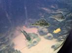 Jongen van  malawi : aulonocara maylandi, Dieren en Toebehoren, Vissen | Aquariumvissen