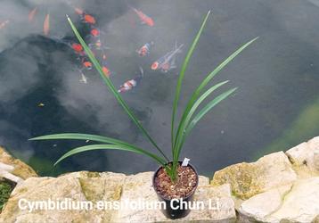 Orchidée Cymbidium ensifolium Chun Li * Parfumé, Enlèvement ou Envoi
