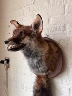 Nouvelle tête de renard en peluche avec queue de Taidermy., Collections, Collections Animaux, Enlèvement ou Envoi, Neuf, Animal sauvage