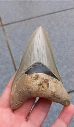 Megalodon haaientand 10,9 cm fossiel, Verzamelen, Mineralen en Fossielen, Ophalen of Verzenden, Fossiel
