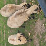 3 hampshire ooien te koop, Dieren en Toebehoren, Schapen, Geiten en Varkens