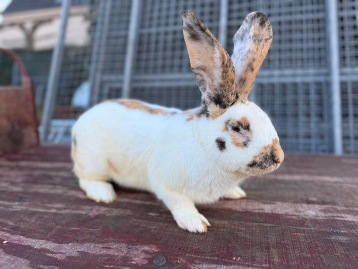 Reuzenvlinder/lotharinger, Animaux & Accessoires, Lapins