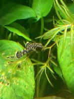 jonge ancistrussen, Dieren en Toebehoren, Vissen | Aquariumvissen, Vis, Zoetwatervis