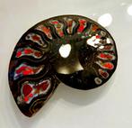 Van kleur veranderende kristalammoniet met ammolite inlays, Nieuw, Steen of Mineraal, Rood, Met edelsteen