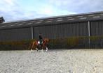 Fijn te rijden 4 jr dressuur merrie, Dieren en Toebehoren, Paarden, Merrie, Met stamboom, Dressuurpaard, 3 tot 6 jaar