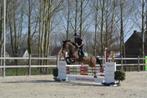 te koop ruin 5 jaar, Dieren en Toebehoren, Paarden, Ruin, Springpaard, Gechipt, 3 tot 6 jaar