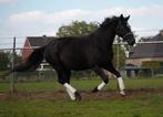 Weide maatje /fokmerrie zoeken dringend nieuw thuis, Dieren en Toebehoren, Paarden, Merrie