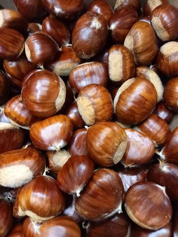 Verse kastanjes / marrons / chestnuts  < 1/3e winkelprijs beschikbaar voor biedingen