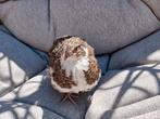 Kwartels Japanse, Dieren en Toebehoren, Pluimvee